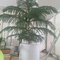 کاج مطبق پنج ساله