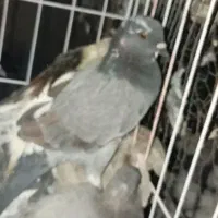 کبوتر چاهی گوشتی|پرنده|دره شهر, |دیوار