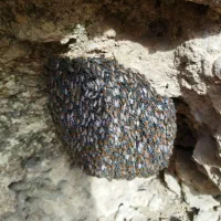 عسل زنبور وحشی کوهستان.عسل موشکورک|خوردنی و آشامیدنی|شیراز, شهرک گلستان شمالی|دیوار