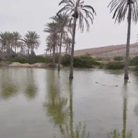 فروش-فوری-نخلستان