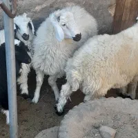 بره نر محلی