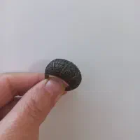 انگشتر قدیمی|کلکسیون اشیاء عتیقه|گلوگاه بابل (گلیا), |دیوار