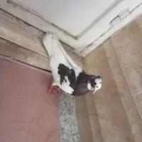 کبوتر طوقی ماده