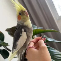 عروس هلندی نر