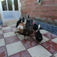 بوقلمون طبیعی|حیوانات مزرعه|اردبیل, |دیوار