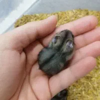 همستر مینیاتوری