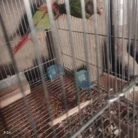 دو جفت گرینچیک اناناسی نرمال