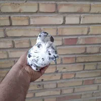 کبوتر ساتن و طوقی و راعبی