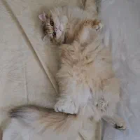 گربه بریتیش لانگ هیر ،دختر (۳۰ میلیون )|گربه|قزوین, |دیوار