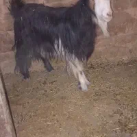 بز وبیگ|حیوانات مزرعه|اندیکا, |دیوار