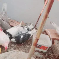 کفتر|پرنده|خان ببین, |دیوار