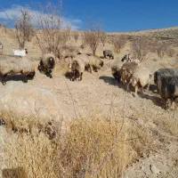 میش داشتی|حیوانات مزرعه|ارژن, |دیوار