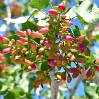 تغذیه تضمینی کامل درخت پسته