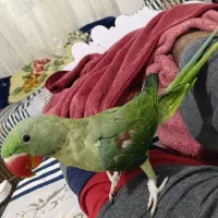 شاه طوطی|پرنده|گلوگاه, |دیوار