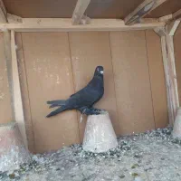 ۴ عدد کبوتر|پرنده|تبریز, |دیوار