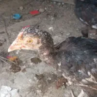 جوجه لاری حراج