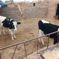 گوساله|حیوانات مزرعه|تربت جام, میان جام|دیوار