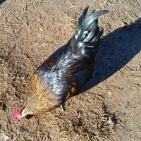 خروس چهل تاج