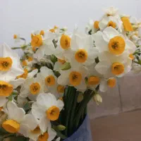 گل نرگس|گل و گیاه طبیعی|فسا, |دیوار