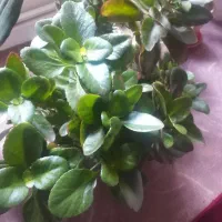 گل‌های شاداب|گل و گیاه طبیعی|خوی, |دیوار