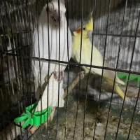 عروس هلندی جفت به شرط نطفه|پرنده|شاهین‌شهر, حافظ شمالی|دیوار