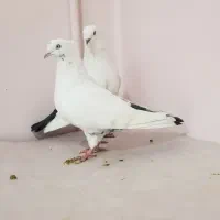 کبوتر.دم سیاه کاکلی و دم سبز کاکلی