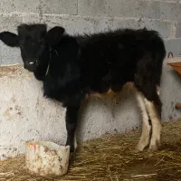 گوساله نر ورزاکوله جنس|حیوانات مزرعه|ماسال, |دیوار