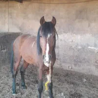 اسب جوان