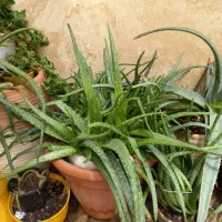 گل طبیعی آلوئه ورا و رایگان