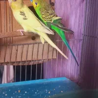 جفت مرغ عشق خشرنگ با تخم