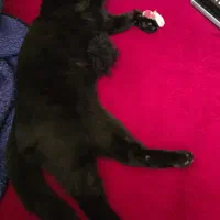 کمک به حیوان