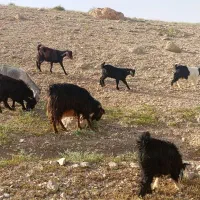 بز بزغاله