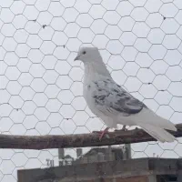 یک عدد کبوتر پشت سرور بدون خال غلط