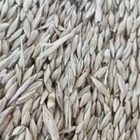 گندم وجومحلی کازرون کوه چنار