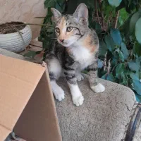 واگذاری رایگان بچه گربه|گربه|آمل, |دیوار