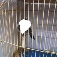 قناری . مینا