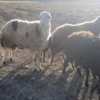 شیشک قوچ بروجردی