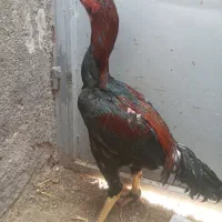جوجه خروس ۶ماهه