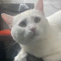 واگذاری گربه نر ۶ساله