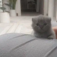 واگذاری گربه