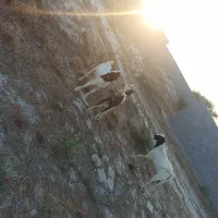 دو عدد کهر نر