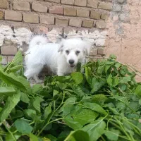 سگ پاکوتاه