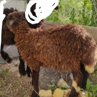 بره نژاد سیمیتالی