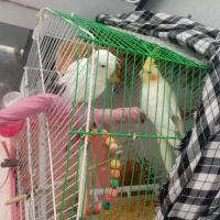 عروسی هلندی جفت|پرنده|زهک, |دیوار