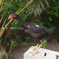 مرغ لاری اصیل