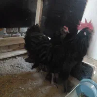خروس