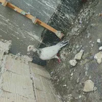 کفتر سار هفرنگ