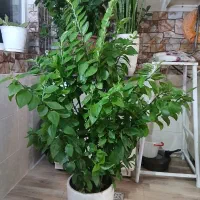 فروش گل طبیعی