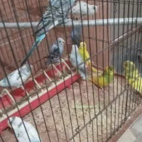 مرغ عشق دونخور یا مغولوف ده عدد|پرنده|قم, قلعه عموحسین|دیوار