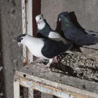 کبوتر